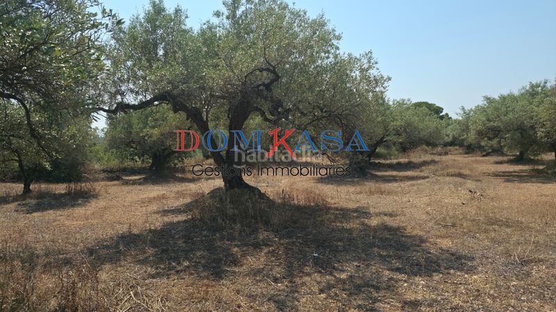 Foto ad7ea578-35ae-4ceb-a06c-4e8b47406ad1. Finca rústica a Camarles