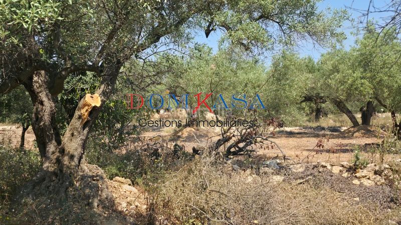 Foto e77b5443-eae8-47ae-87ed-320e2c250475. Finca rústica a Camarles