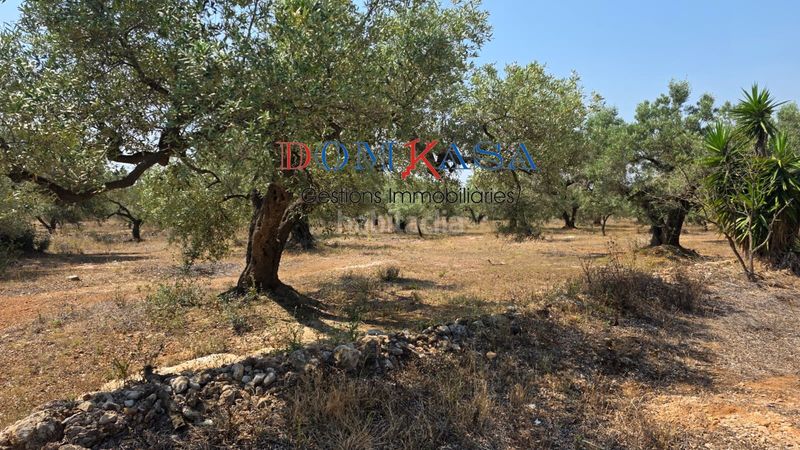 Foto a5c3913b-c06b-49f2-8277-97340b8af292. Finca rústica a Camarles