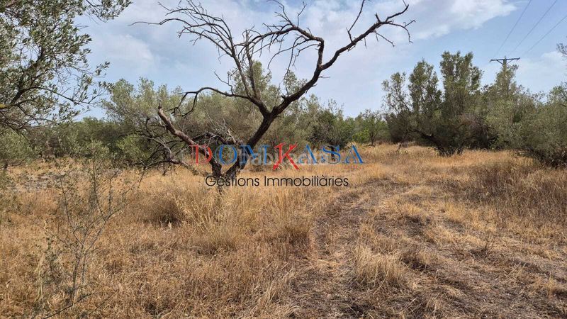 Foto 4aed8881-48f3-485e-a7aa-452b020b818e. Finca rústica a Roquetes