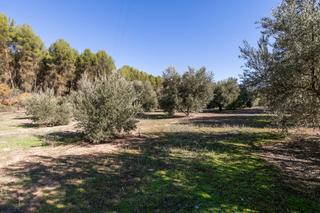 Finca rústica a N/a. Se vende excelente olivar en el chaparral (albolote)