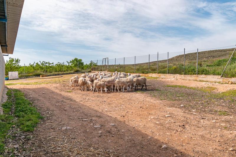 Foto 3bb55a47-3150-438b-8d23-226fd93051ac. Finca rústica a calle real 134 a Padul