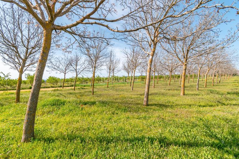 Foto 3fcd5e8e-9943-4137-9928-06e02a7d9fd9. Finca rústica a calle real 134 a Padul