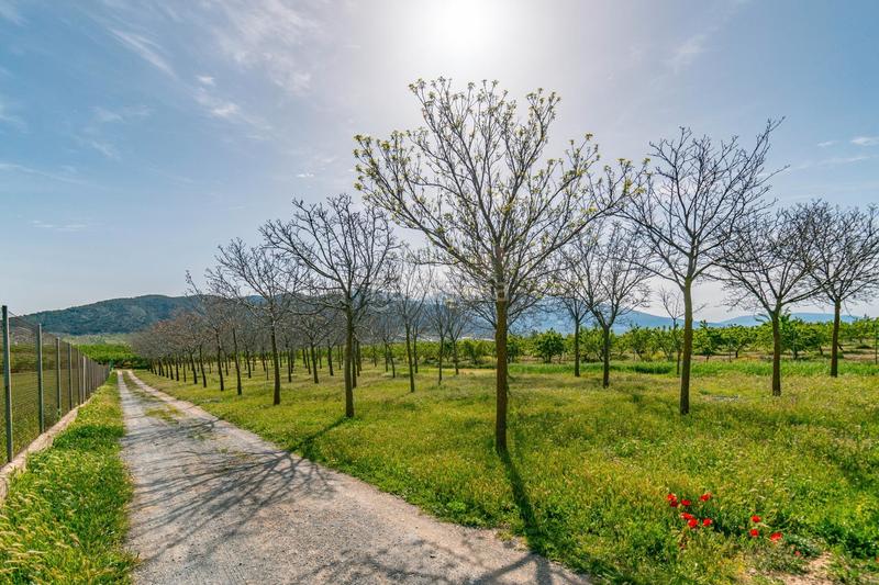 Foto a2bfb240-15be-4b59-8ad1-eb01d6bfabd6. Finca rústica a calle real 134 a Padul