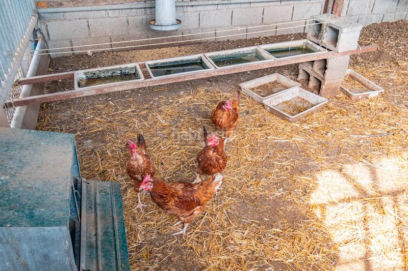 Foto bcfefc6a-f55f-4891-86a9-bc40754d31b7. Finca rústica a calle real 134 a Padul