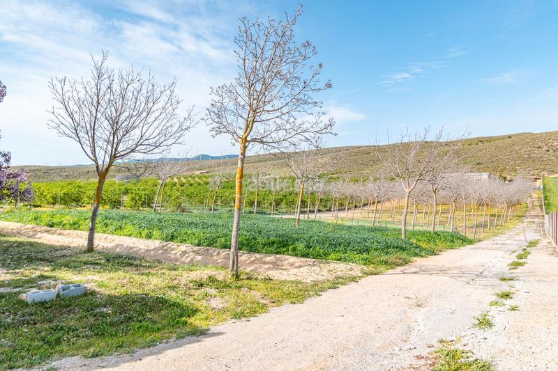 Foto e5ca675c-9d88-45d7-8734-e1d6cd95e651. Finca rústica a calle real 134 a Padul