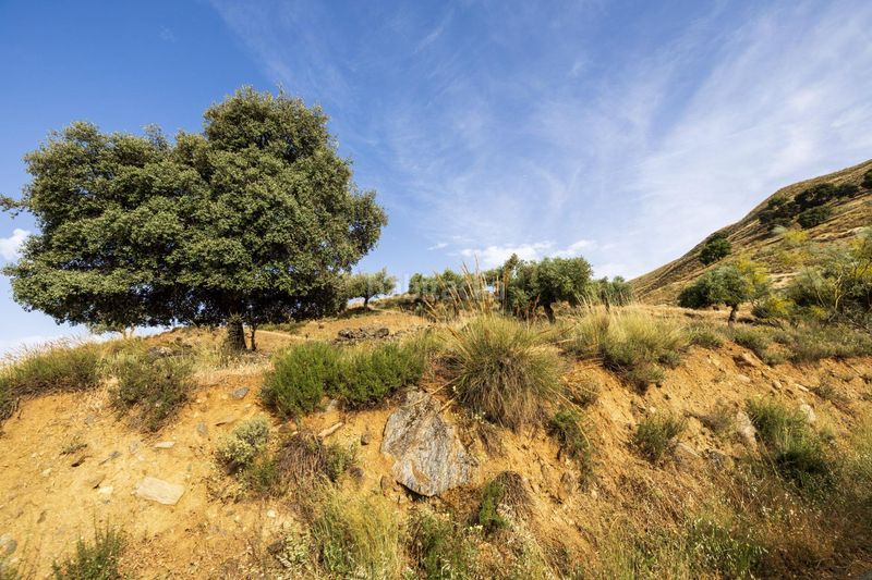 Foto d5666398-5832-4666-927a-1c36c503cb04. Finca rústica a calle emilio aragon 12 a Monachil pueblo Monachil