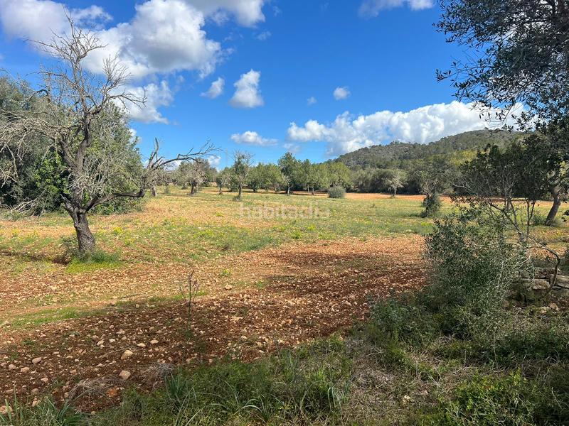 Foto 370033d5-3dfb-4293-b39e-4b21d438452b. Rural plot in Llucmajor interior Llucmajor