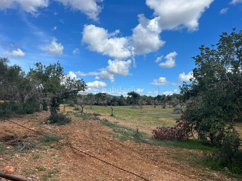 Foto 40f88ef8-8d6d-45c6-ac3c-15003119f67d. Rural plot in Llucmajor interior Llucmajor