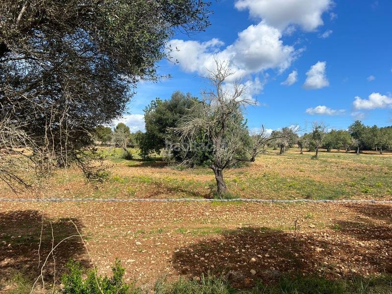 Foto 70ecc162-e4b1-4ee7-9a46-550335f613eb. Rural plot in Llucmajor interior Llucmajor