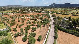 Propriété à Ronda de migjorn 64. Finca rústica con 200 olivos edificable
