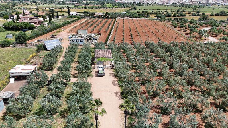 Foto bc7afbc4-521a-4da9-bd1c-ebb184bc5dce. Finca rústica a ronda de ponent 70 a Llucmajor interior Llucmajor