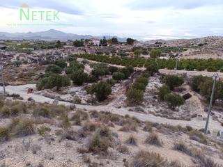 Fondo rustico  N/a. Terreno en la albarda con olivos centenarios