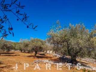 Finca rústica a Cervera del Maestre. Gran parcela rústica de 28.000m2 en cervera del maestre, castell