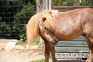 Masía en Òrrius. Masia restaurada para los amantes de la equitación