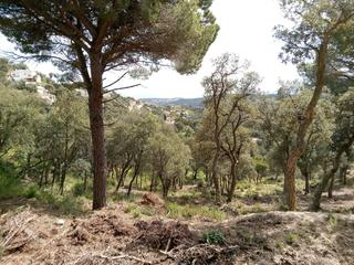 Terreny residencial  Avinguda de les mimoses. Baix empordà, santa cristina d’aro, parcela urbana