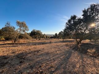 Landgut  Barri castell d'empordà. Baix empordà, castell d’empordà, terreno con construcción
