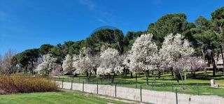 Etagenwohnung  Paseo de la rinconada 8b. Inmogil gestión, gran piso en la rinconada aravaca/madrid, 237 m