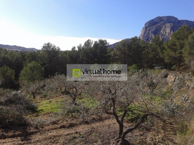 Foto d424fe8a-62f7-462a-a038-ef1a634e4c46. Fondo rustico in Polop