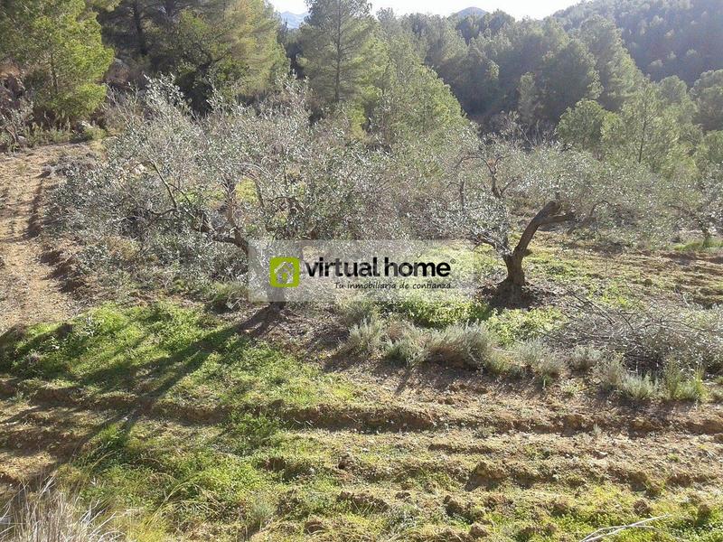 Foto dc66026d-b782-4993-86be-f509a565f10b. Fondo rustico in Polop