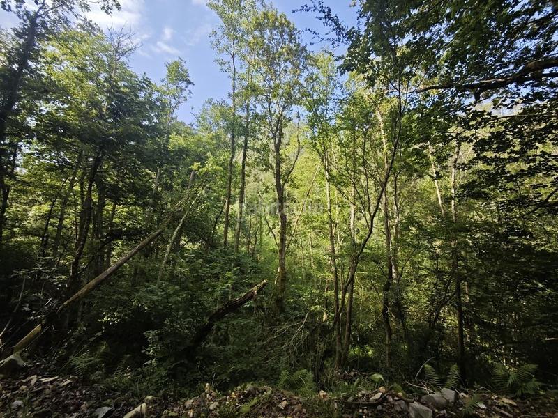 Foto 858c0b05-7141-4535-be0e-5c5617d89e5b. Casa te gusta sentir la naturaleza? en Cué-San Roque-Andrín Llanes