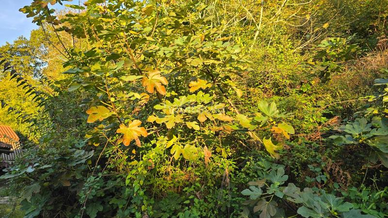 Foto b008a4a0-a0a6-4ddd-a7f4-4feface1cbff. Casa con riscaldamento in Vibaña-Ardisana-Caldueño Llanes