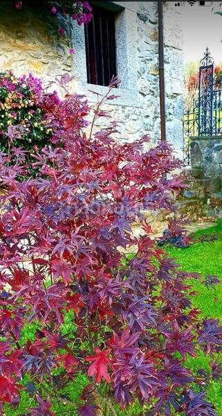 Foto 73d3d02c-c074-40e4-ba8f-333b7c832bf8. Maison avec chauffage dans Posada-Barro Llanes
