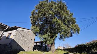 Masia a Celorio-Poó-Parres. Conjunto de cuadra y casa con parcela , en parres de llanes