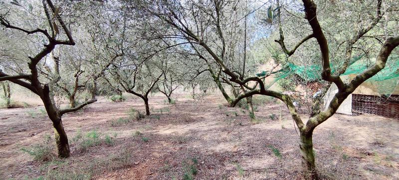 Foto 45f2d9a5-c8c9-472c-b481-19027150e023. Finca rústica estupenda finca. en Ullastrell