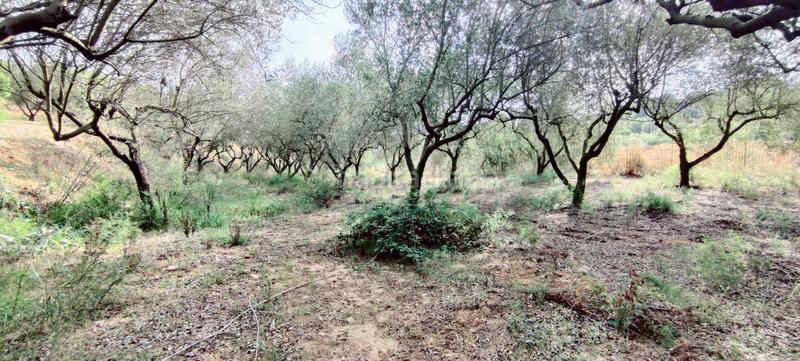 Foto 57bca7d0-bf3e-4881-a066-28b62e88f45b. Finca rústica estupenda finca. en Ullastrell