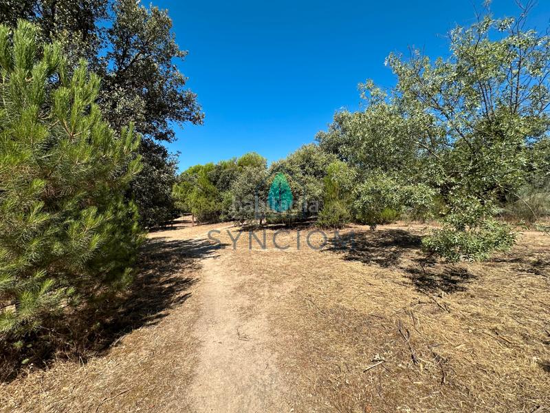 Foto 23e74f3b-9825-4480-a123-c1e0ca620857. Fondo rustico in calle castillo de turégano 1 in Cerro Alarcón Valdemorillo