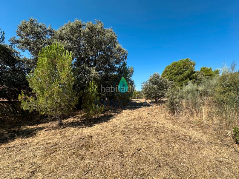 Foto 2d9f6251-6215-4d76-a233-8c29b8b6fee6. Fondo rustico in calle castillo de turégano 1 in Cerro Alarcón Valdemorillo