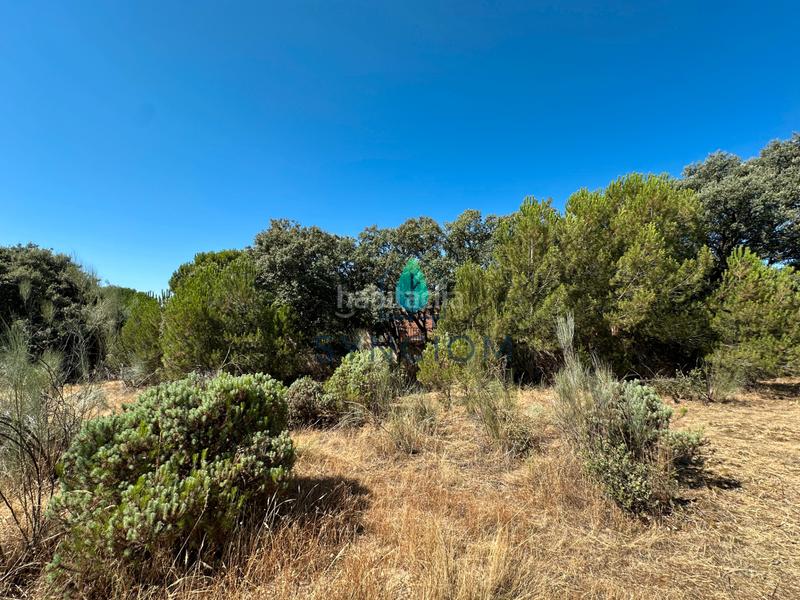 Foto 42209926-3eca-4403-9d3a-2ff0ebf17b48. Fondo rustico in calle castillo de turégano 1 in Cerro Alarcón Valdemorillo