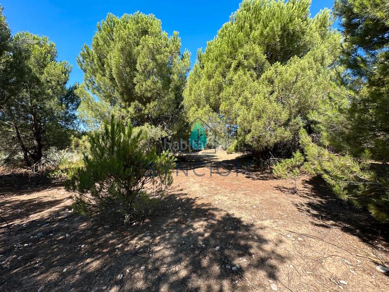 Foto 6c4e959c-9fcb-4160-a480-fe17b1c3876e. Fondo rustico in calle castillo de turégano 1 in Cerro Alarcón Valdemorillo