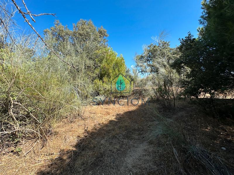 Foto 75096ea8-d83b-41b3-9cb9-08616def92ff. Fondo rustico in calle castillo de turégano 1 in Cerro Alarcón Valdemorillo