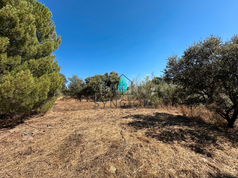 Foto aa79f703-f4b6-4bd0-bc38-b95d8fcb297c. Fondo rustico in calle castillo de turégano 1 in Cerro Alarcón Valdemorillo