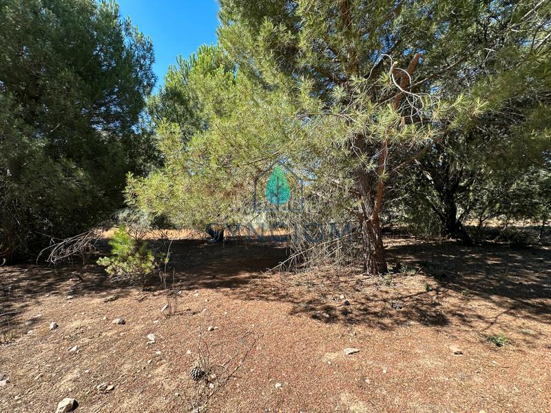 Foto c17b75ea-165b-44b0-a16e-f84c417ba884. Fondo rustico in calle castillo de turégano 1 in Cerro Alarcón Valdemorillo