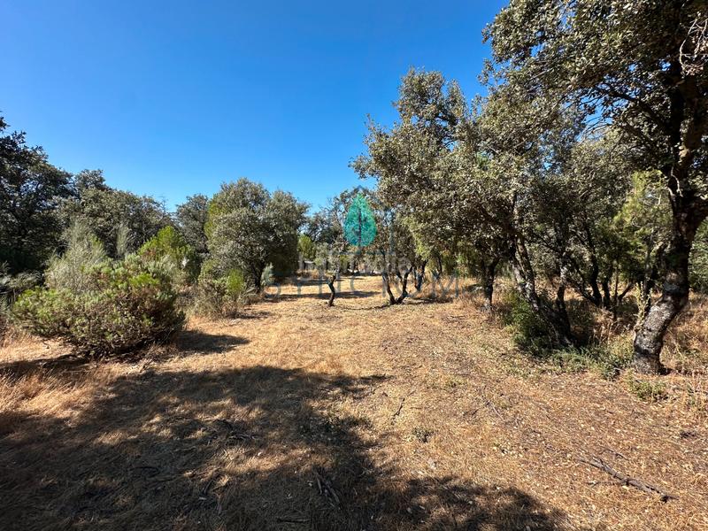 Foto c649edf5-5074-4276-bea4-87b3f9ac866d. Finca rústica a m-959 1 a Cerro Alarcón Valdemorillo