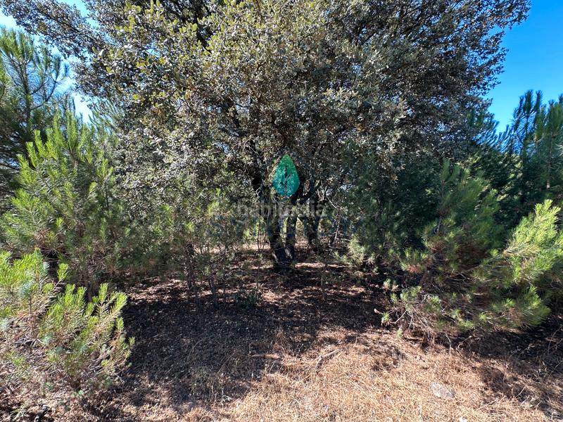 Foto e418e08e-950f-41ac-8fdd-43f05a12a1d6. Finca rústica a m-959 1 a Cerro Alarcón Valdemorillo