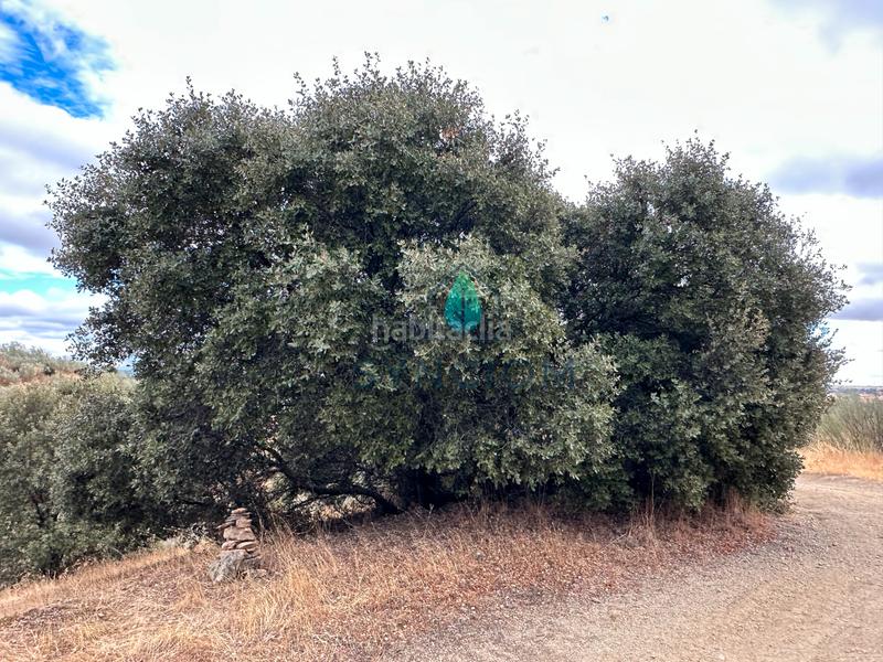 Foto 31f667e9-ba0a-4581-b81c-c0dbd55a5ed2. Fondo rustico in calle la fuente 14 in Valdemorillo pueblo Valdemorillo