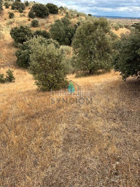 Foto 7f648100-0b42-4c55-9f46-99ed17dafa9c. Fondo rustico in calle la fuente 14 in Valdemorillo pueblo Valdemorillo