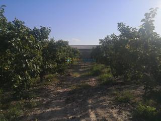 Finca rústica a Albaida. Terreno rural de venta en albaida