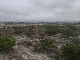 Finca rústica a Albaida. Parcela rustica de venta en albaida