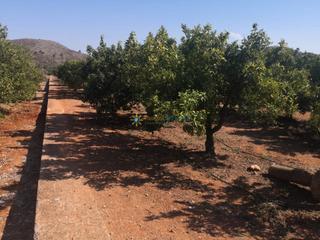 Finca rústica a Oliva Pueblo