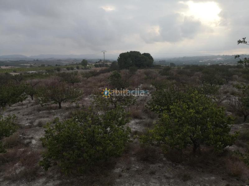 Foto c288952c-f563-4e76-94f0-9342469b9fd3. Bauernhof in Albaida