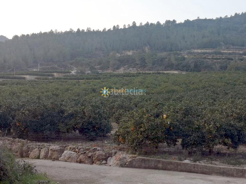 Foto d1f16457-251b-45ee-856e-92ef0f1b4985. Masía finca rústica en Adsubia