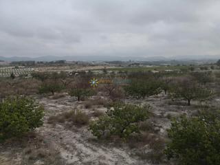 Fondo rustico in Albaida