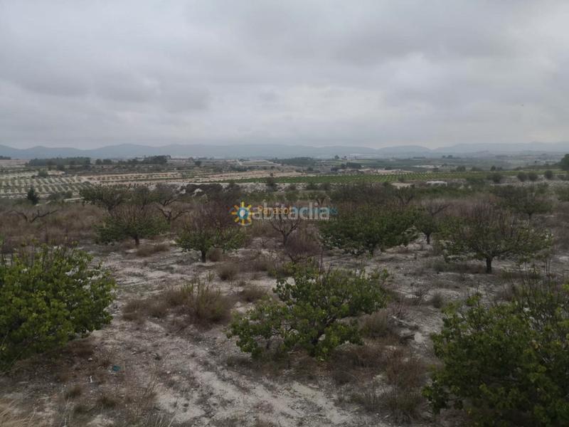 Foto e5851509-c0ee-420c-a651-6b029419d592. Finca rústica a Albaida