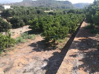 Finca rústica en Oliva Pueblo. Venta de terreno rustico