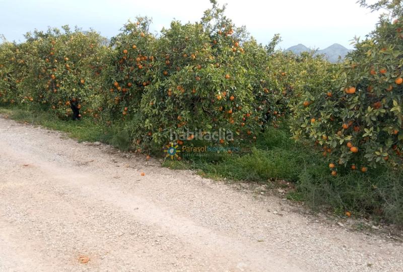 Foto c757e0f9-d033-40d7-953a-50b1850b0964. Rural plot in Pego